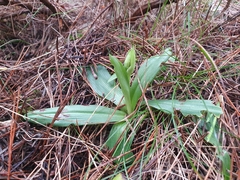 Ophrys sphegodes massiliensis