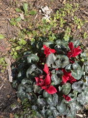 Cyclamen