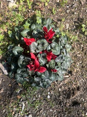 Cyclamen