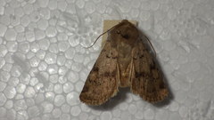 Epipsilia grisescens