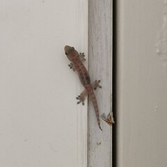 Gehyra mutilata