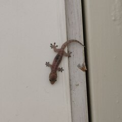 Gehyra mutilata