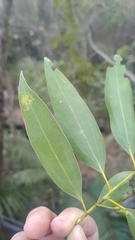 Cinnamomum insularimontanum