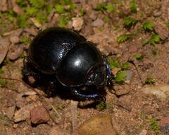 Anoplotrupes stercorosus