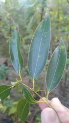 Cinnamomum insularimontanum