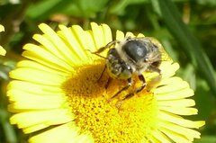 Anthophora bimaculata