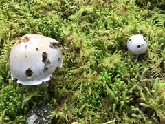 Cortinarius camphoratus