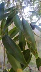 Cinnamomum insularimontanum