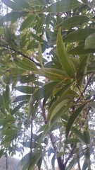 Cinnamomum insularimontanum