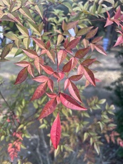 Nandina