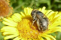 Anthophora bimaculata