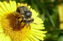 Anthophora bimaculata