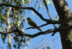 Manorina melanophrys