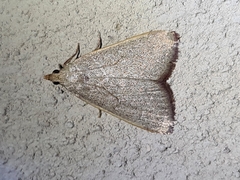 Hypsopygia albidalis