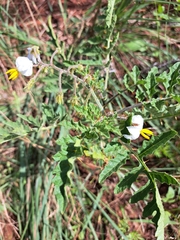 Solanum sisymbriifolium