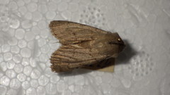 Epipsilia grisescens