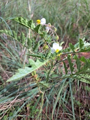 Solanum sisymbriifolium