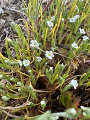 Pectocarya penicillata