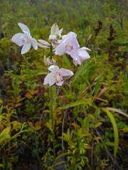 Spathoglottis
