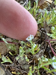 Pectocarya penicillata