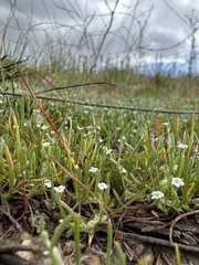 Pectocarya penicillata