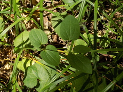 Clematis recta
