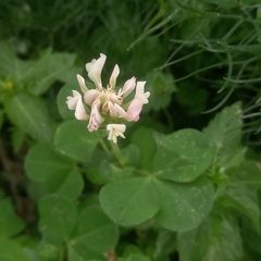 Trifolium clypeatum