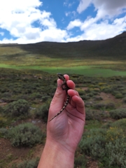 Pseudocordylus subviridis