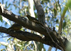 Manorina melanophrys