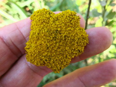Helichrysum umbraculigerum