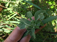 Helichrysum umbraculigerum