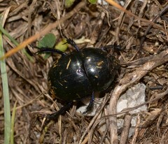 Anoplotrupes stercorosus