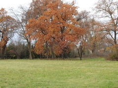 Quercus pubescens pubescens