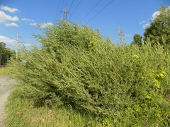 Salix vinogradovii