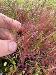 Castilleja exserta