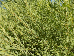 Salix vinogradovii