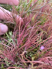Castilleja exserta