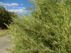 Salix vinogradovii