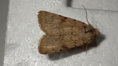 Epipsilia grisescens