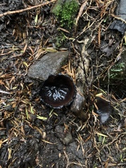 Plectania rhytidia
