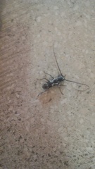 Elaphidion irroratum