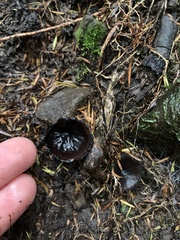 Plectania rhytidia