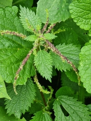 Urtica membranacea image