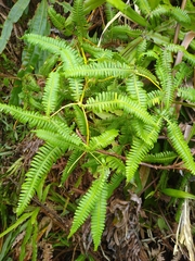 Dicranopteris linearis