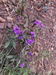 Verbena rigida