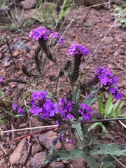 Verbena rigida