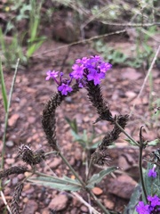 Verbena rigida