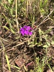 Verbena rigida