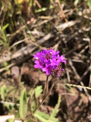 Verbena rigida