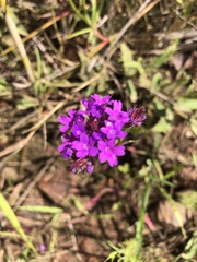 Verbena rigida